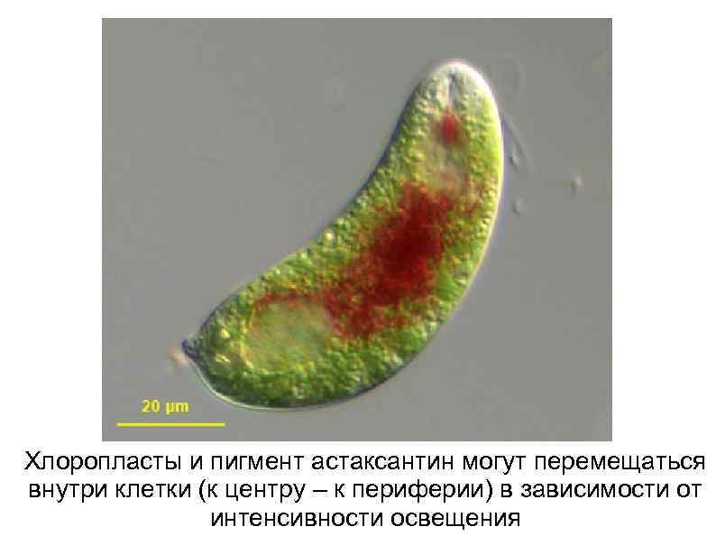 Хлоропласты и пигмент астаксантин могут перемещаться внутри клетки (к центру – к периферии) в
