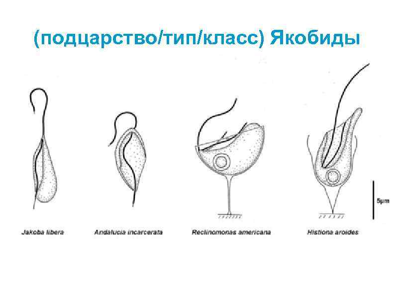 (подцарство/тип/класс) Якобиды 