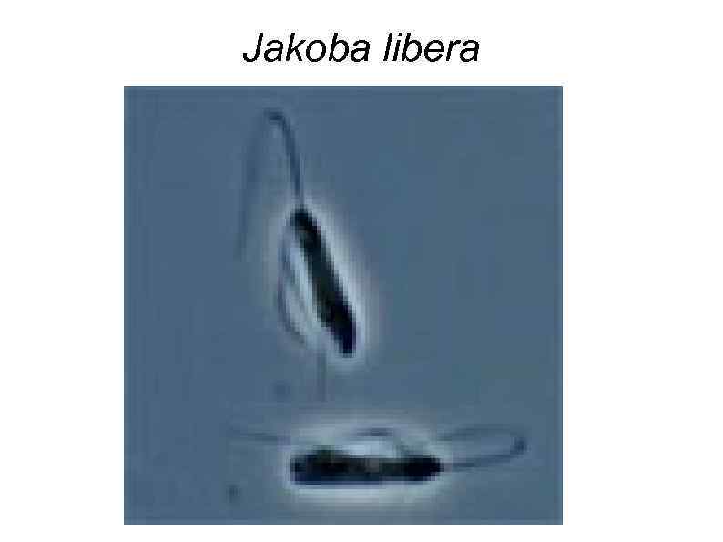 Jakoba libera 