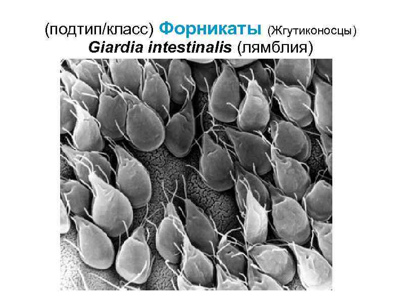Лямблии у детей фото под микроскопом