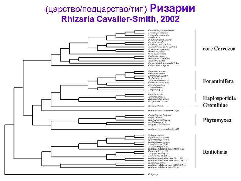 (царство/подцарство/тип) Ризарии Rhizaria Cavalier-Smith, 2002 