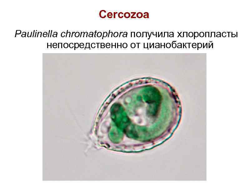 Cercozoa Paulinella chromatophora получила хлоропласты непосредственно от цианобактерий 