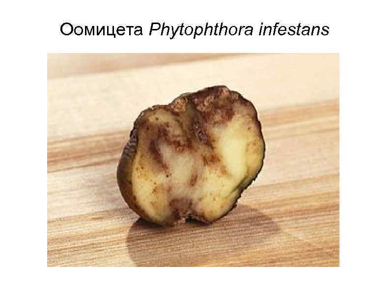 Оомицета Phytophthora infestans 