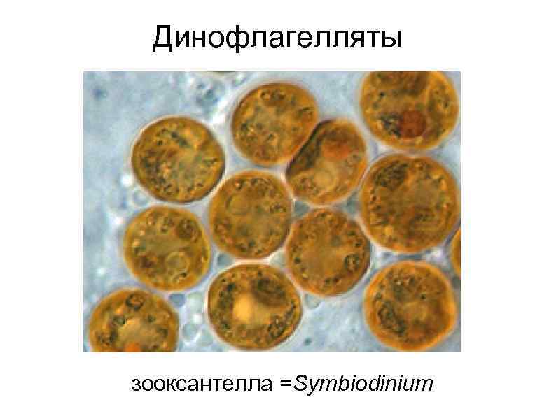 Динофлагелляты зооксантелла =Symbiodinium 