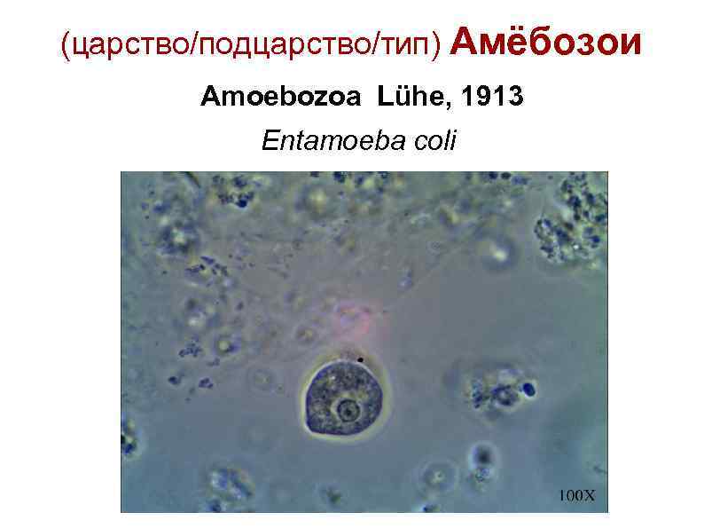 (царство/подцарство/тип) Амёбозои Amoebozoa Lühe, 1913 Entamoeba coli 