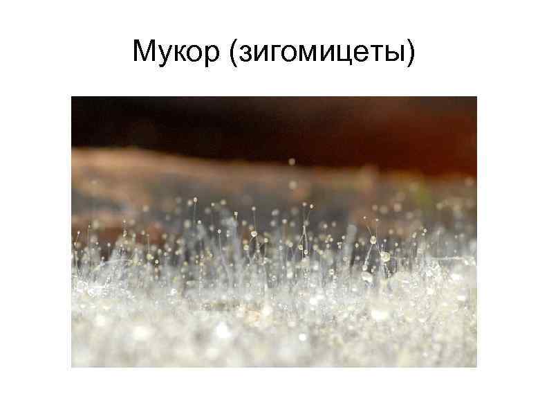 Мукор (зигомицеты) 