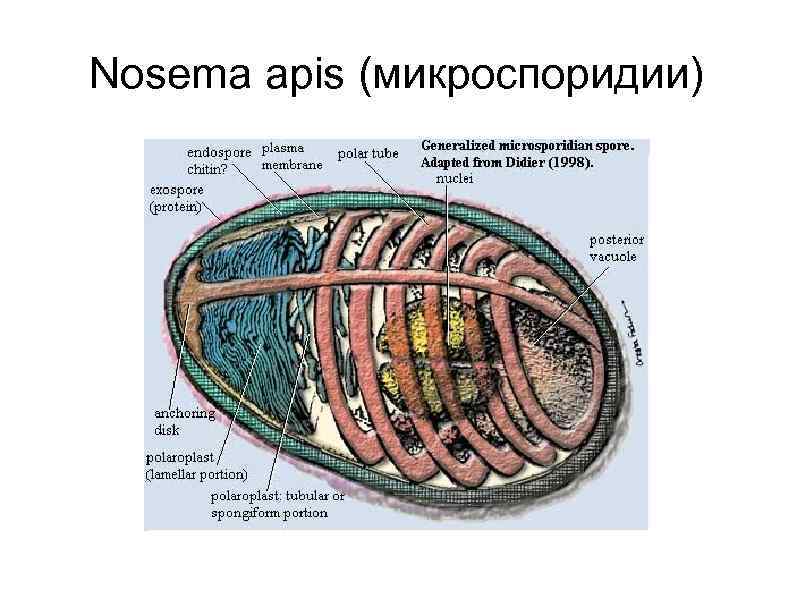 Nosema apis (микроспоридии) 