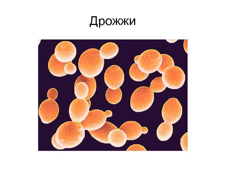 Дрожжи 