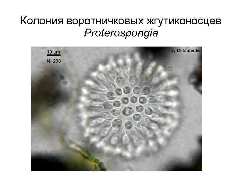 Колония воротничковых жгутиконосцев Proterospongia 
