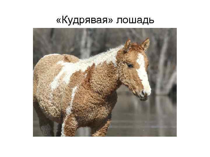  «Кудрявая» лошадь 