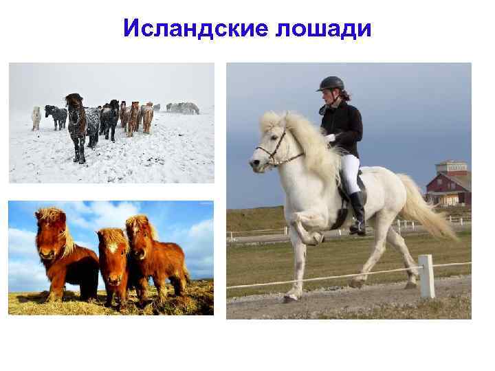Исландские лошади 