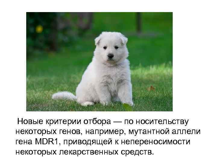 Новые критерии отбора — по носительству некоторых генов, например, мутантной аллели гена MDR 1,