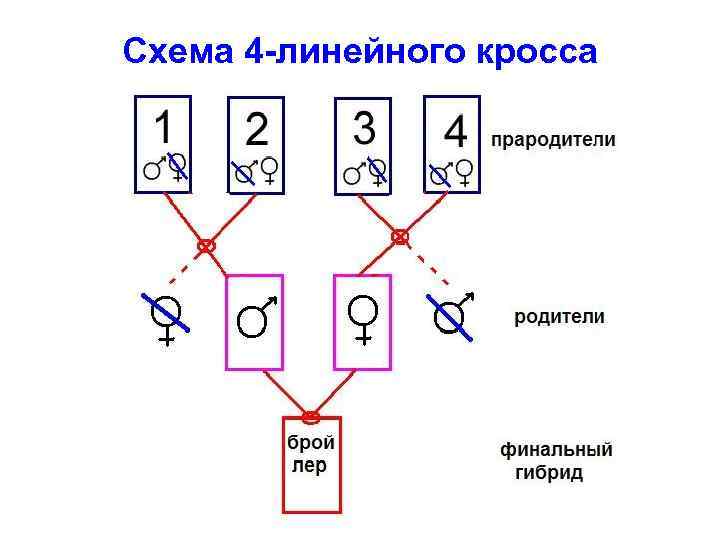 Схема 4 -линейного кросса 