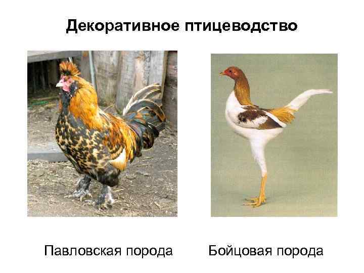 Декоративное птицеводство Павловская порода Бойцовая порода 