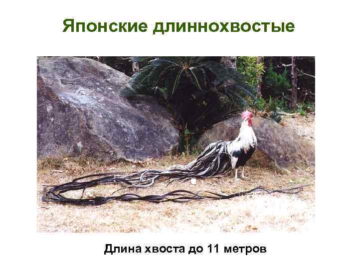 Японские длиннохвостые Длина хвоста до 11 метров 