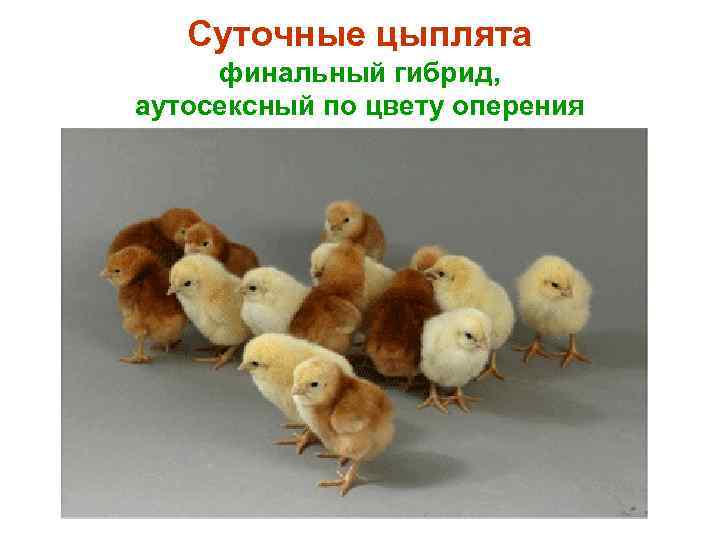 Суточные цыплята финальный гибрид, аутосексный по цвету оперения 