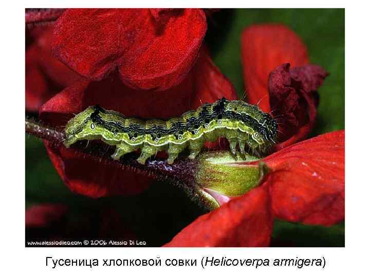 Гусеница хлопковой совки (Helicoverpa armigera) 