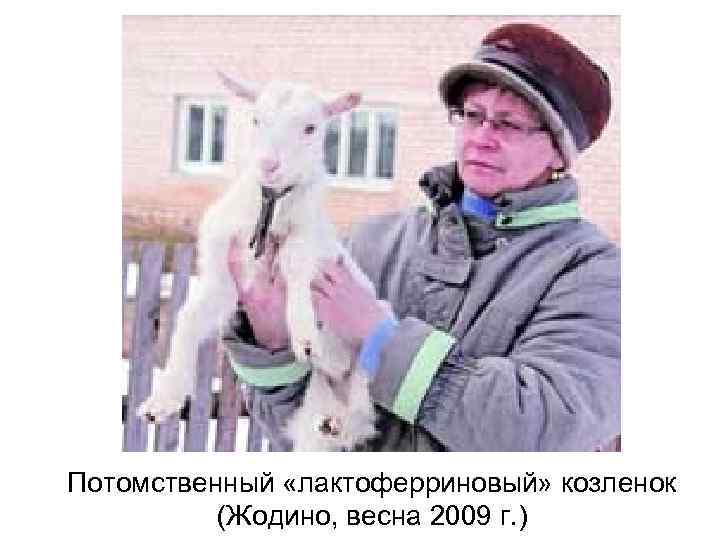 Потомственный «лактоферриновый» козленок (Жодино, весна 2009 г. ) 