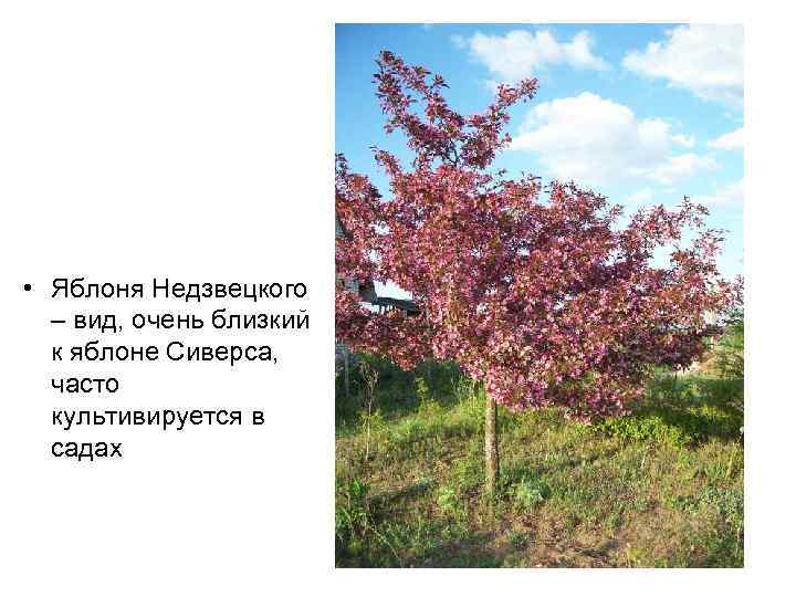  • Яблоня Недзвецкого – вид, очень близкий к яблоне Сиверса, часто культивируется в