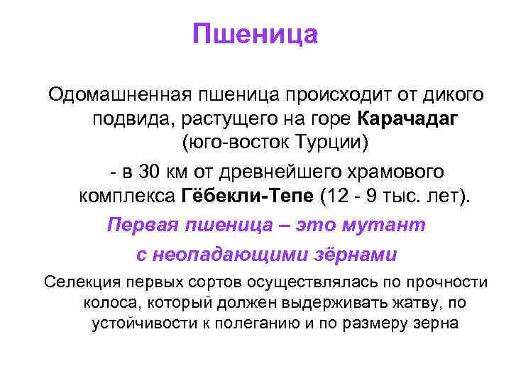 Пшеница Одомашненная пшеница происходит от дикого подвида, растущего на горе Карачадаг (юго-восток Турции) -