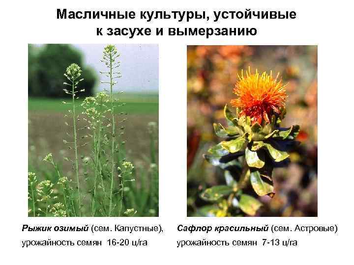 Масленичные культуры список растений фото и названия