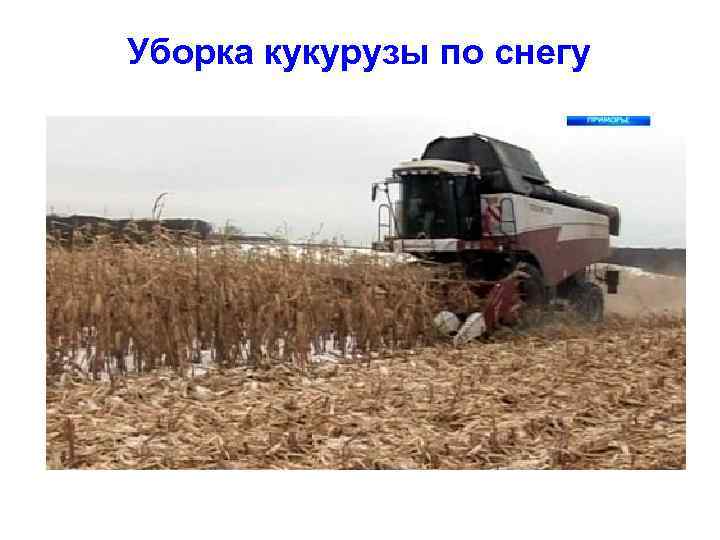 Уборка кукурузы по снегу 