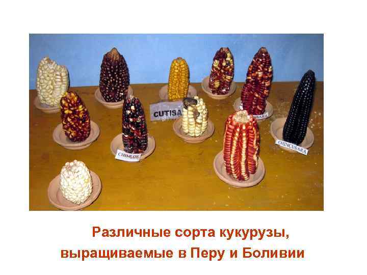 Различные сорта кукурузы, выращиваемые в Перу и Боливии 
