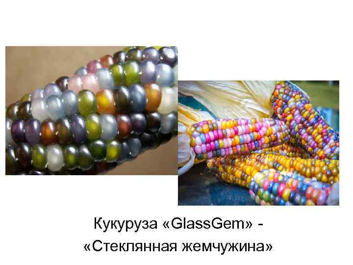 Кукуруза «Glass. Gem» «Стеклянная жемчужина» 