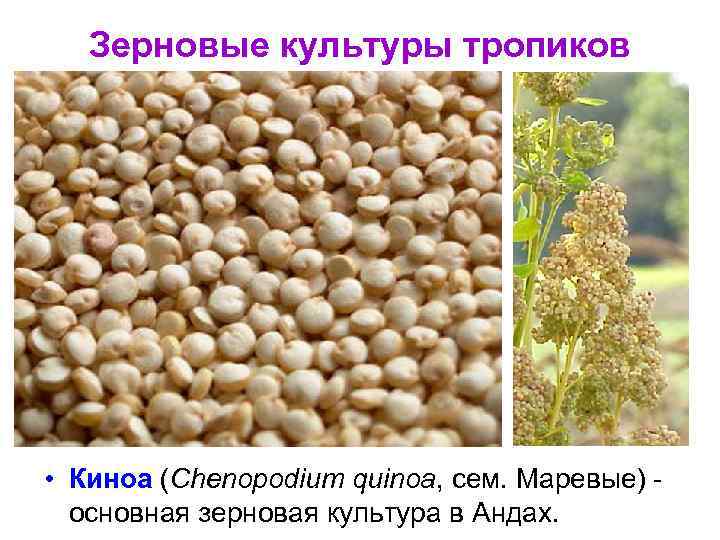 Зерновые культуры тропиков • Киноа (Chenopodium quinoa, сем. Маревые) основная зерновая культура в Андах.