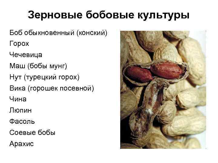 Бобовые список с фото продукты