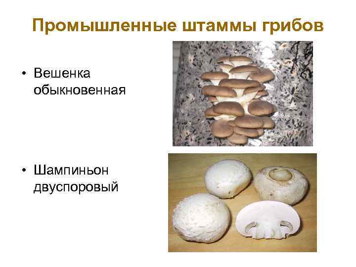 Промышленные штаммы грибов • Вешенка обыкновенная • Шампиньон двуспоровый 