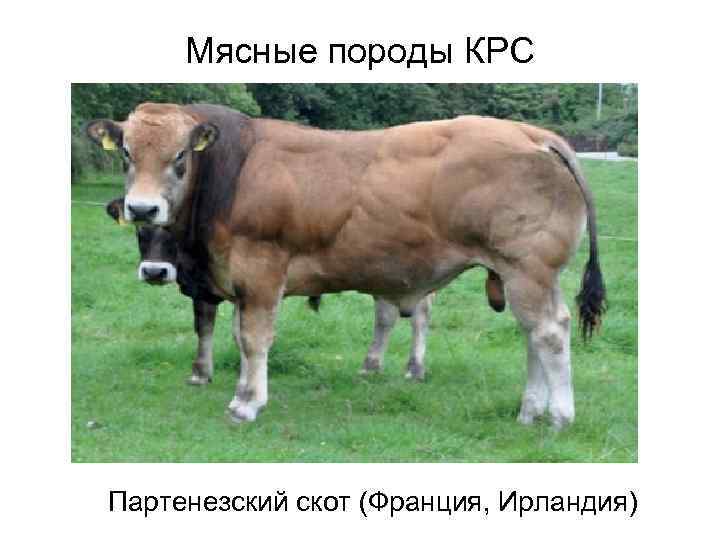 Мясные породы КРС Партенезский скот (Франция, Ирландия) 