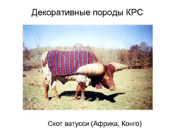 Декоративные породы КРС Скот ватусси (Африка, Конго) 