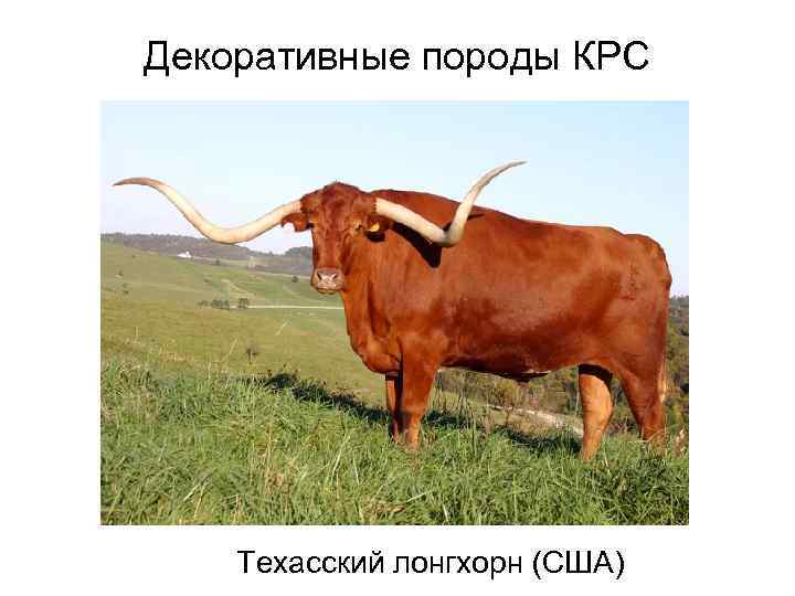 Декоративные породы КРС Техасский лонгхорн (США) 