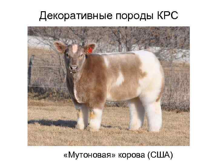 Декоративные породы КРС «Мутоновая» корова (США) 