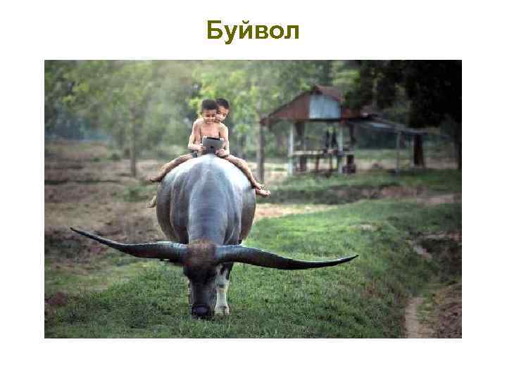 Буйвол 