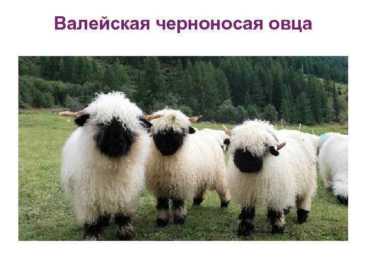 Валейская черноносая овца 