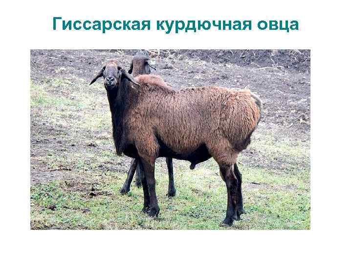 Гиссарская курдючная овца 