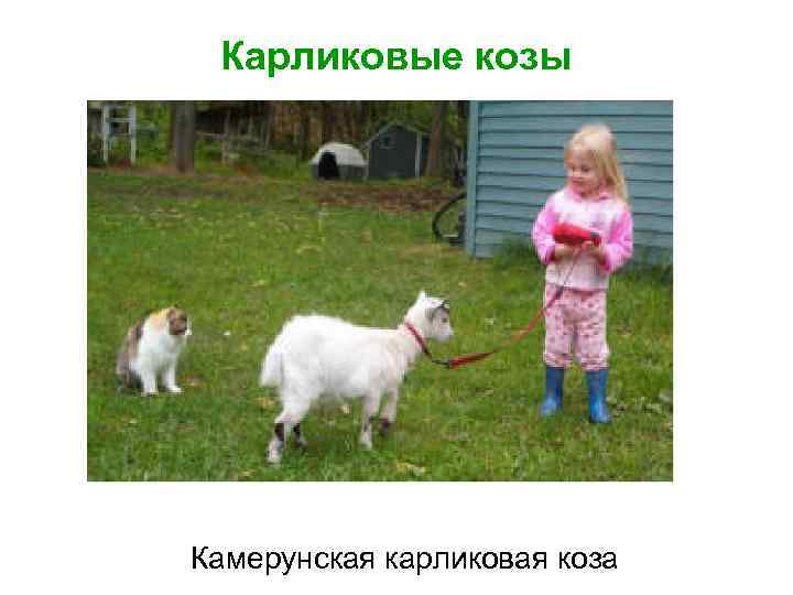 Карликовые козы Камерунская карликовая коза 