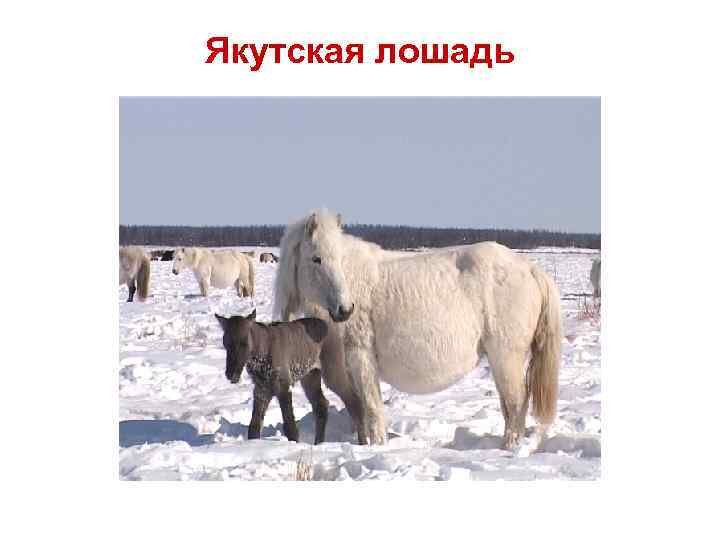 Якутская лошадь 