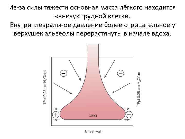 Из-за силы тяжести основная масса лёгкого находится «внизу» грудной клетки. Внутриплевральное давление более отрицательное