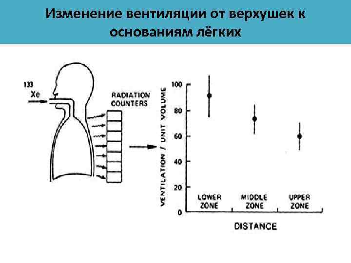 Изменение вентиляции от верхушек к основаниям лёгких 