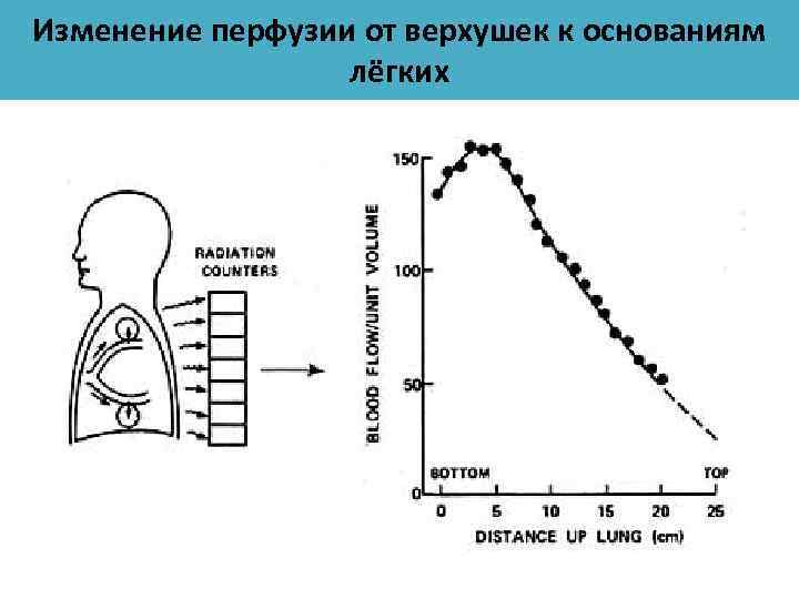 Соотношение вентиляции и перфузии. Вентиляция и перфузия легких.