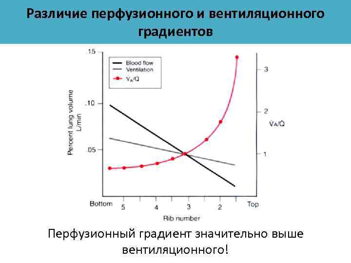 Различие перфузионного и вентиляционного градиентов Перфузионный градиент значительно выше вентиляционного! 