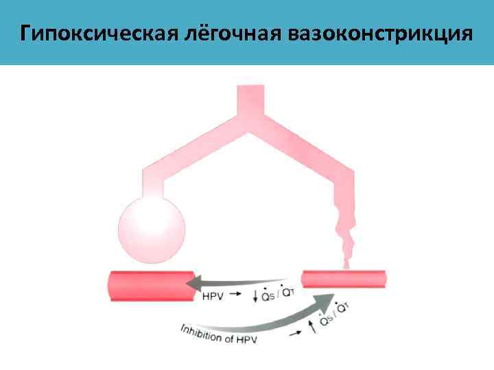 Гипоксическая лёгочная вазоконстрикция 