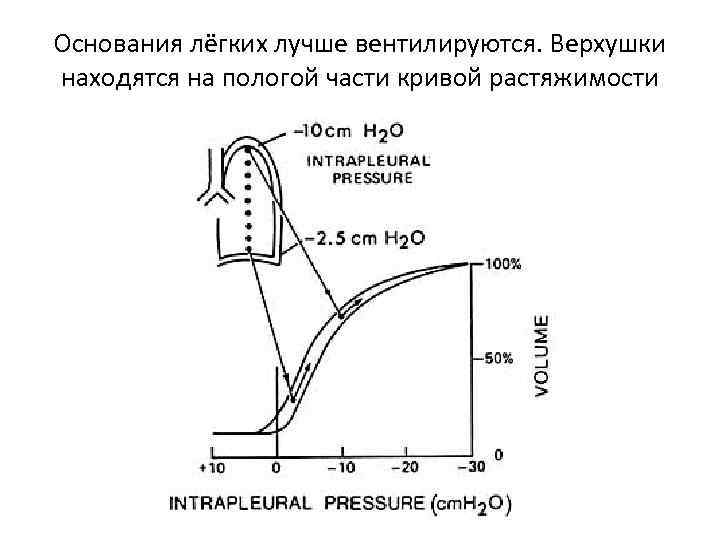 Основания лёгких лучше вентилируются. Верхушки находятся на пологой части кривой растяжимости 