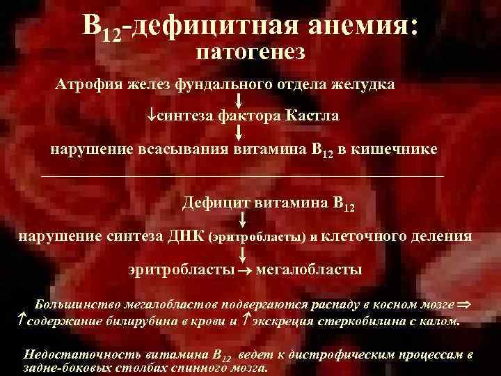 В 12 -дефицитная анемия: патогенез Атрофия желез фундального отдела желудка синтеза фактора Кастла нарушение