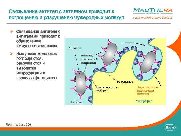 Связывание антител с антигеном приводит к поглощению и разрушению чужеродных молекул Связывание антигена с