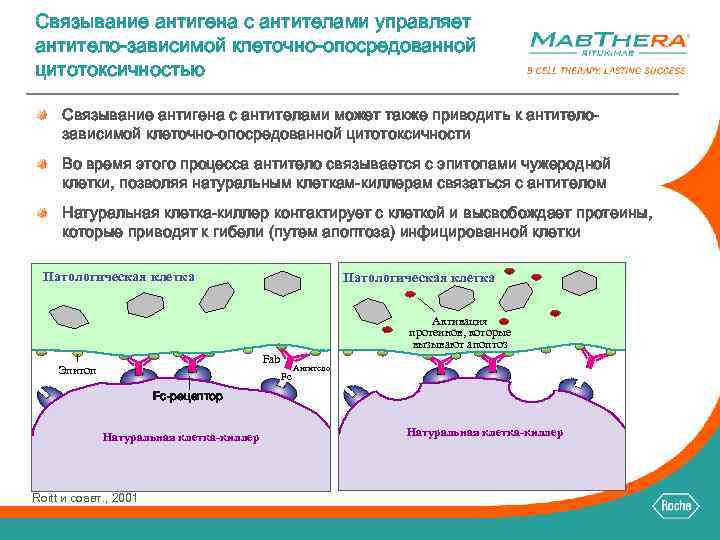 Связывание антигена с антителами управляет антитело-зависимой клеточно-опосредованной цитотоксичностью Связывание антигена с антителами может также