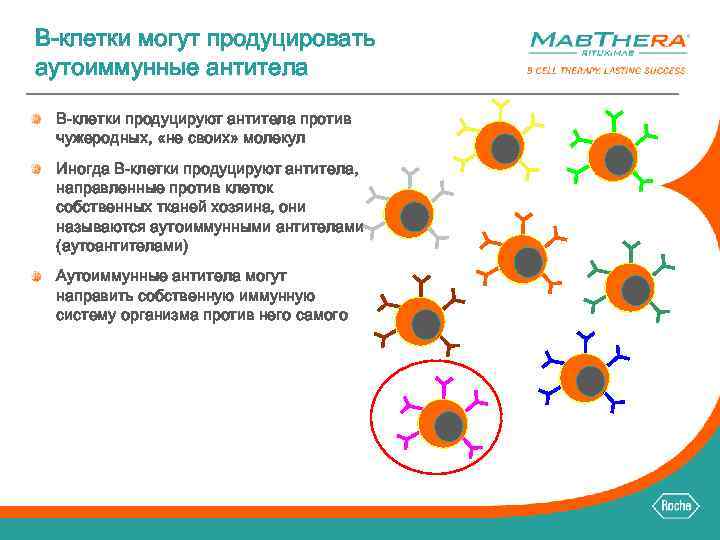 B-клетки могут продуцировать аутоиммунные антитела B-клетки продуцируют антитела против чужеродных, «не своих» молекул Иногда